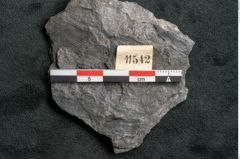 Foto (Detailansicht) von Plantae indet.  (NHMW-GEO-2024-0188-11542)